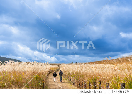 Pampas grass growing on the Soni Plateau in autumn and a walking path in Soni Village, Uda County, Nara Prefecture Pampas grass growing on the Soni Plateau in autumn and a walking path in Soni Village, Uda County, Nara Prefecture 118546579