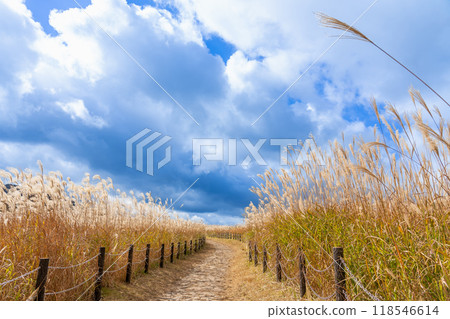 奈良縣宇田郡索尼村秋季索尼高原上生長的蒲葦和步行道 118546614
