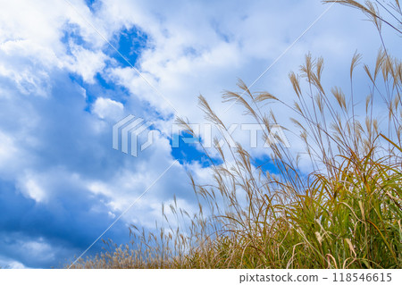 Silver grass growing on the Soni Plateau in autumn in Soni Village, Uda County, Nara Prefecture 118546615