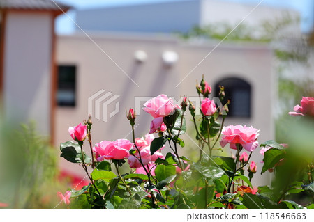 Roses of Yokosuka Velney Park Roses of Yokosuka Velney Park 118546663