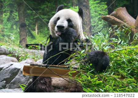 秋天 上野動物園 熊貓 Shinshin 食慾之秋 秋天 上野動物園 熊貓 Shinshin 食慾之秋 118547022