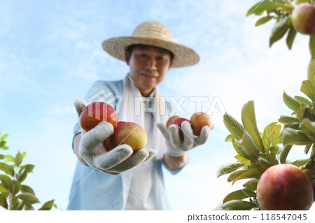 Farmer wearing hat picking fresh plums in a hot summer plum orchard and putting them in a basket Farmer wearing hat picking fresh plums in a hot summer plum orchard and putting them in a basket 118547045