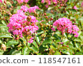 百合花 118547161