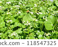 山葵花開滿地 118547325