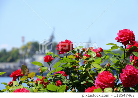 Roses of Yokosuka Velney Park Roses of Yokosuka Velney Park 118547462