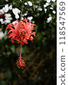 Flowering butterfly flowers 118547569