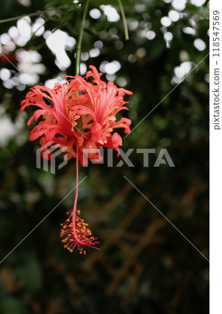 Flowering butterfly flowers 118547569