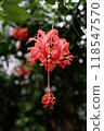 Flowering butterfly flowers 118547570