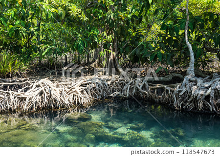 Closeup Mangrove tree root and green clear water of Tha Pom, Krabi Closeup Mangrove tree root and green clear water of Tha Pom, Krabi 118547673