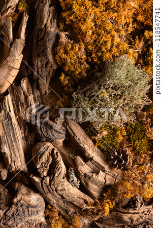 Abstract north nature scene with a composition of lichen, moss, and old snags. Abstract north nature scene with a composition of lichen, moss, and old snags. 118547741