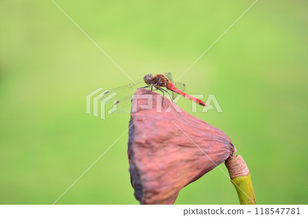 與秋金一起的風景 118547781