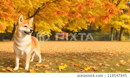 Autumn and a walk with a Shiba Inu 118547845