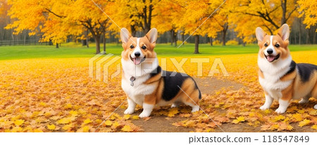 秋天和柯基犬散步 118547849