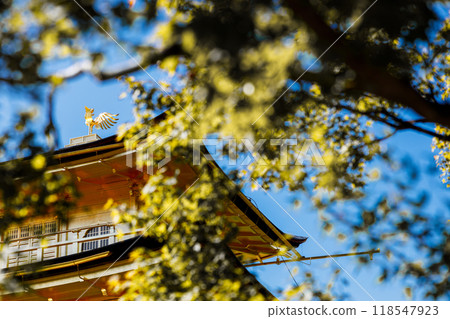 Phoenix through autumn leaves at Golden pavilion of the Kinkakuji temple in Autumn season. Kyoto, Japan 118547923