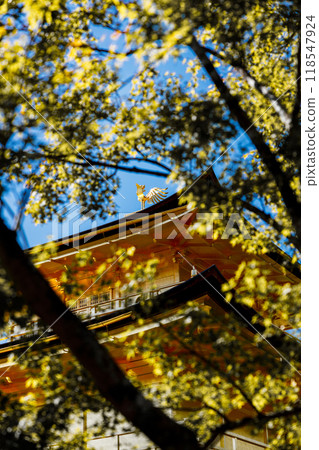 Phoenix through autumn leaves at Golden pavilion of the Kinkakuji temple in Autumn season. Kyoto, Japan 118547924
