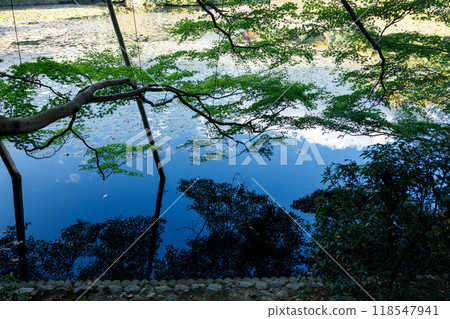 Autumn background scene of maple leaves against blue sky. Natural Autumn seasonal composition. Autumn background scene of maple leaves against blue sky. Natural Autumn seasonal composition. 118547941
