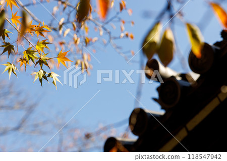 Red and orange autumn background scene of red maple leaves against blue sky. Natural Autumn seasonal composition. Red and orange autumn background scene of red maple leaves against blue sky. Natural Autumn seasonal composition. 118547942