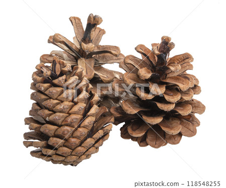 Natural dry pine cone isolated on the white 118548255