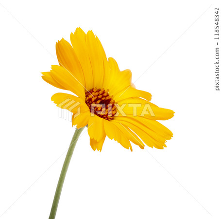 Fresh calendula flower isolated on the white background Fresh calendula flower isolated on the white background 118548342