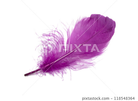 Fluffy bird feather violet color in studio isolated on the white 118548364