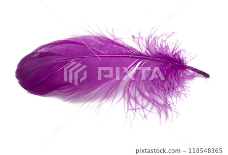 Fluffy bird feather violet color in studio isolated on the white 118548365
