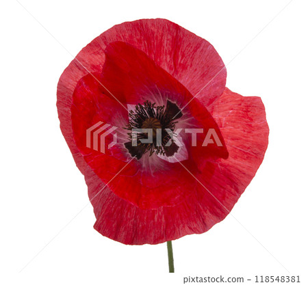 Pretty red poppy flower isolated on the white Pretty red poppy flower isolated on the white 118548381