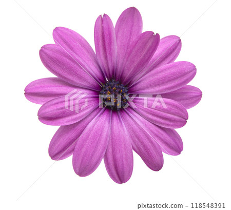 Osteospermum or african daisy withe purple petals isolated on the white 118548391