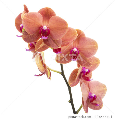 Orange phalaenopsis branch or exotic orchid flower isolated on the white Orange phalaenopsis branch or exotic orchid flower isolated on the white 118548401