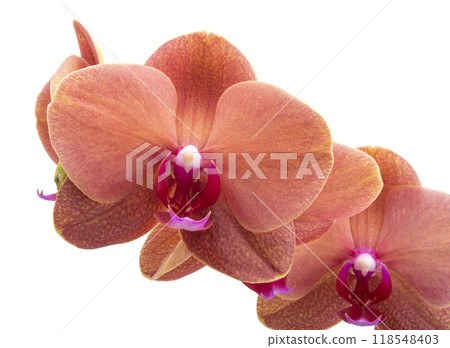 Orange phalaenopsis branch or exotic orchid flower isolated on the white Orange phalaenopsis branch or exotic orchid flower isolated on the white 118548403