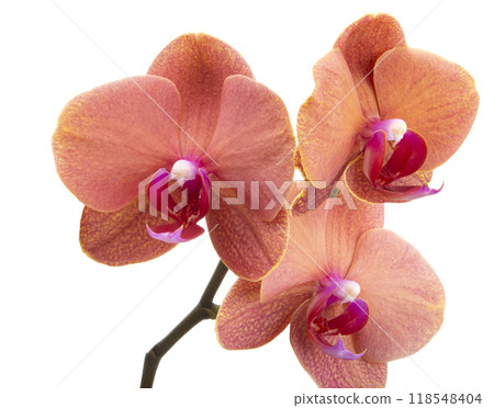 Orange phalaenopsis branch or exotic orchid flower isolated on the white Orange phalaenopsis branch or exotic orchid flower isolated on the white 118548404