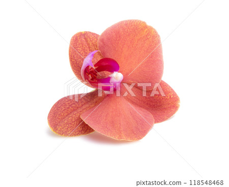 Orange phalaenopsis or exotic orchid flower isolated on the white 118548468