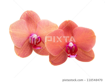 Orange phalaenopsis or exotic orchid flower isolated on the white Orange phalaenopsis or exotic orchid flower isolated on the white 118548470