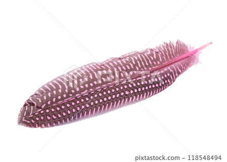 Fluffy bird feather decorative style in studio isolated on the white 118548494