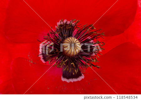 Red poppy flower blossom bright isolated on the white Red poppy flower blossom bright isolated on the white 118548534