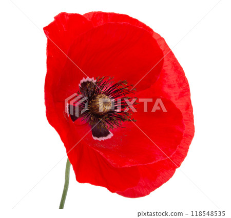 Red poppy flower blossom bright isolated on the white Red poppy flower blossom bright isolated on the white 118548535