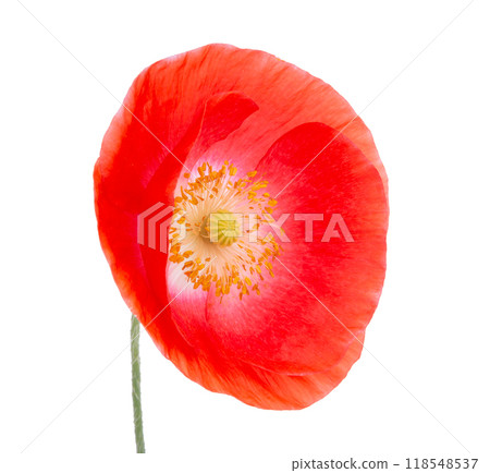 Red poppy flower blossom bright isolated on the white 118548537