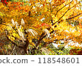 Japanese silver grass and trees with yellow autumn leaves 118548601