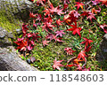 Autumn leaves falling on moss 118548603