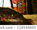 Mossy ground and tree roots in a forest with autumn leaves 118548605