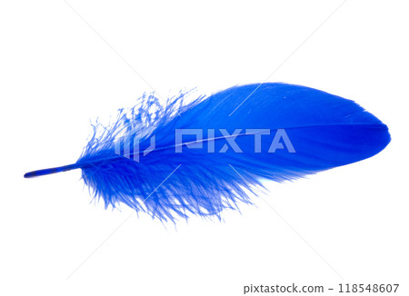 Fluffy queen blue electric color bird feather decorative style in studio isolated on the white Fluffy queen blue electric color bird feather decorative style in studio isolated on the white 118548607