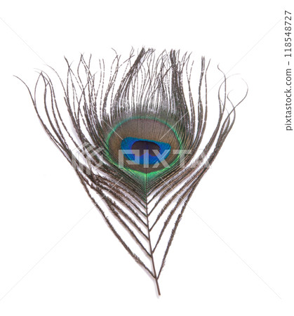 Elegant colorful peacock bird feather isolated on the white 118548727