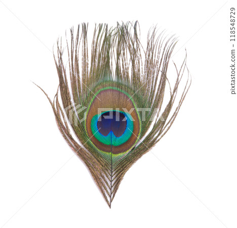 Elegant colorful peacock bird feather isolated on the white 118548729