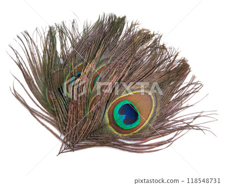 Elegant colorful peacock bird feather isolated on the white Elegant colorful peacock bird feather isolated on the white 118548731