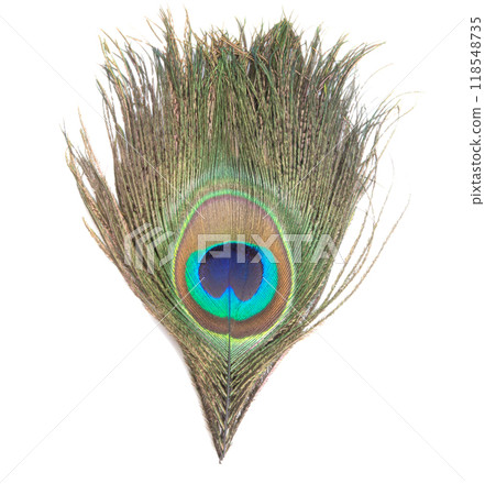 Elegant colorful peacock bird feather isolated on the white 118548735