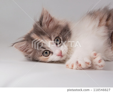 Cute fluffy kitten different bright color on the white Cute fluffy kitten different bright color on the white 118548827