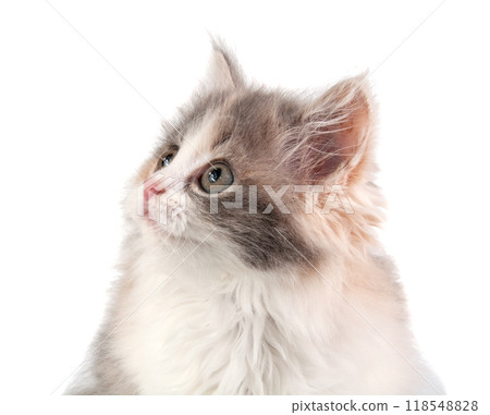 Cute fluffy kitten different bright color on the white 118548828