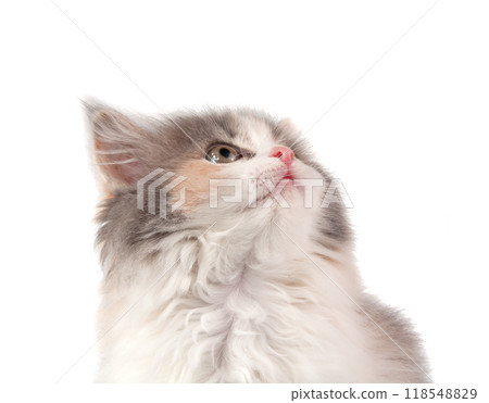 Cute fluffy kitten different bright color on the white 118548829