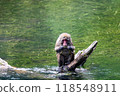 Kamikochi: Japanese monkey photos 118548911