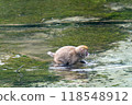 Kamikochi: Japanese monkey photos 118548912