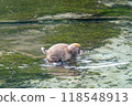 Kamikochi: Japanese monkey photos 118548913